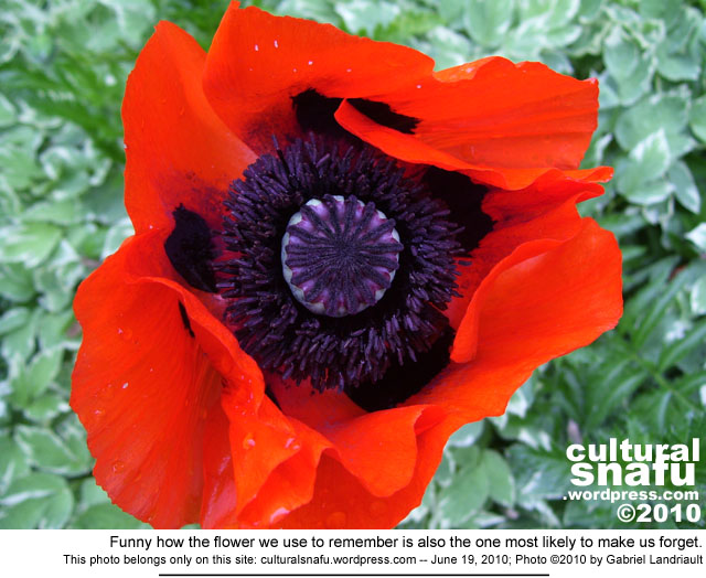 Vankleek Hill flower