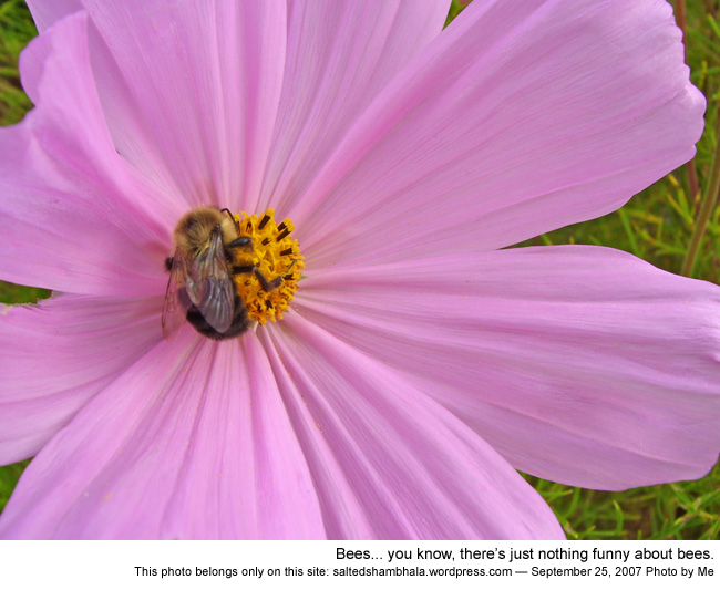 csnafu shambhala photo header