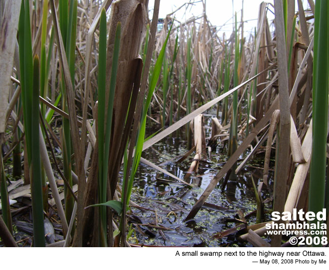 csnafu shambhala photo header