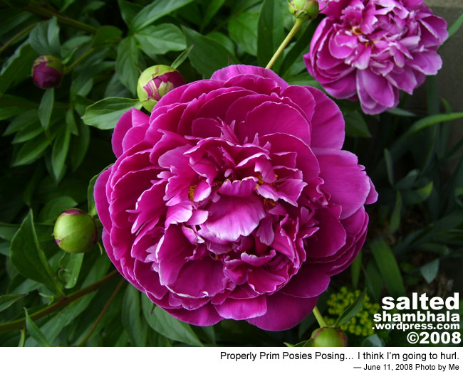 csnafu shambhala photo header