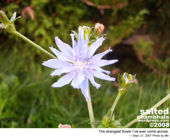 csnafu shambhala photo header